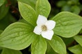 Canadian dwarf cornel Cornus canadensis, single creamy white flower